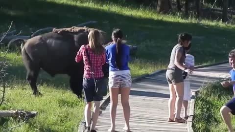 you must watch attack ጥቃት የከፈቱ አራዊት