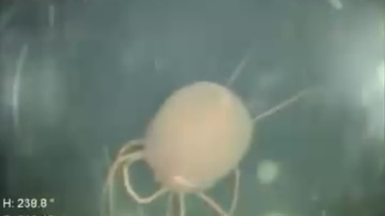 alien creatures at the bottom of the ocean