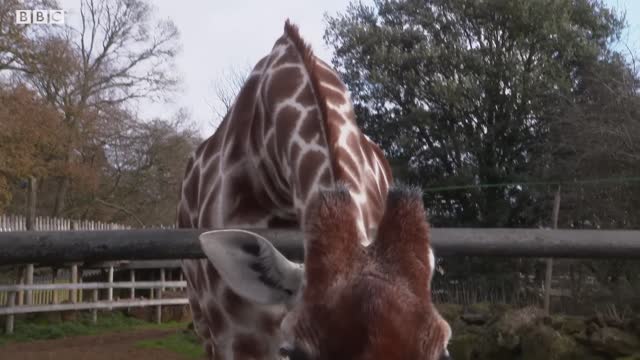 How Do Giraffes MATE! | Weird Animal Searches | BBC Earth