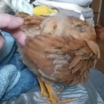 Goldi homemade chicken