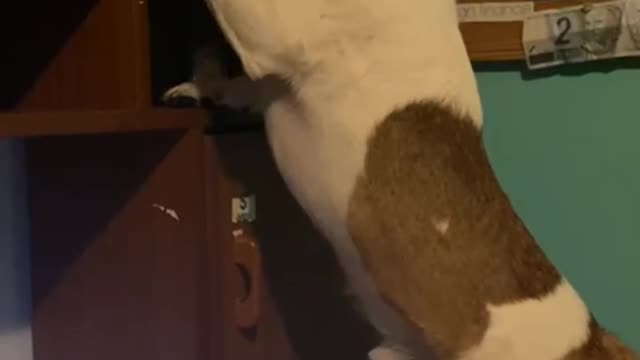 My little dog stealing a toy! Parkour doggie