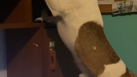 My little dog stealing a toy! Parkour doggie