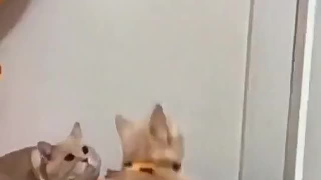 Funny cat playing video