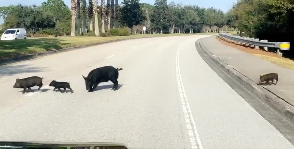 Why Did the Pigs Cross the Road?