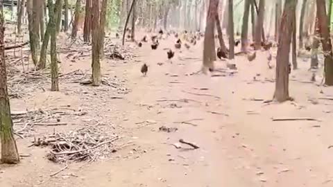 There are not many soldiers, but the essence, the courage, and the strategy!