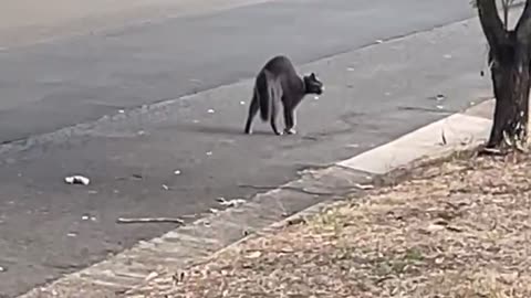 Tough Cat Scares Off Dog