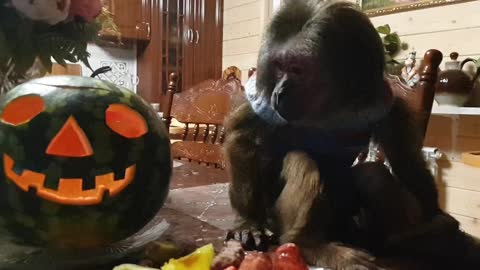 halloween monkey