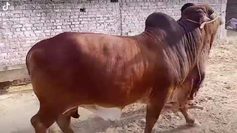 Pakistani sahiwal breed