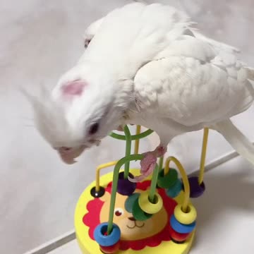 Minibuger cockatiel 2