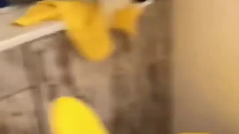 Котик работают в дама хзайкам