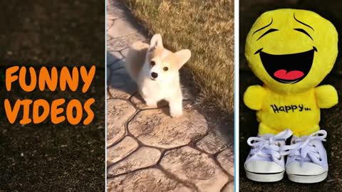 FUNNY ANIMAL VIDEO COMPILATION #14