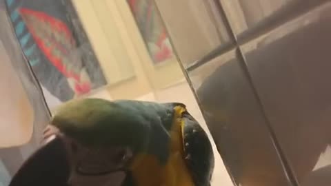 Parrot is a Peeping Tom