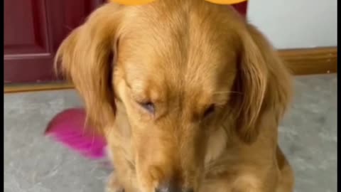 Pets make you laugh