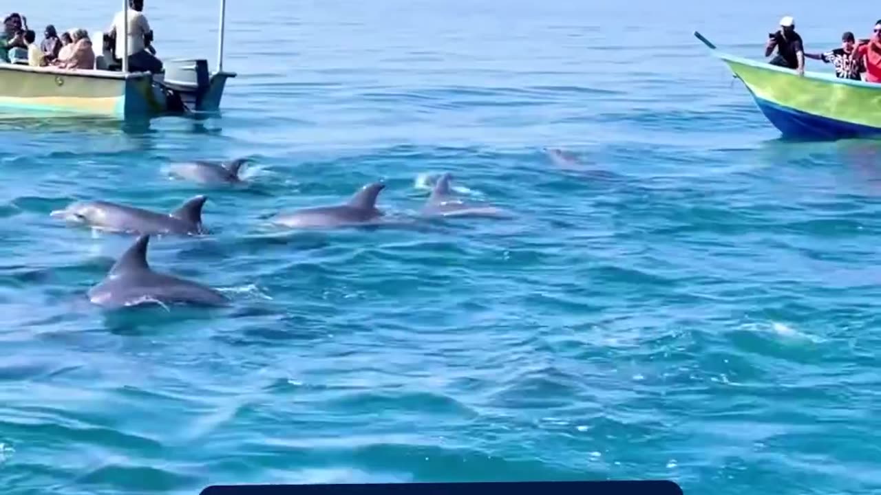 Dolphins