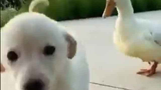 dog plays with duck