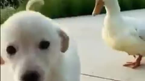 dog plays with duck