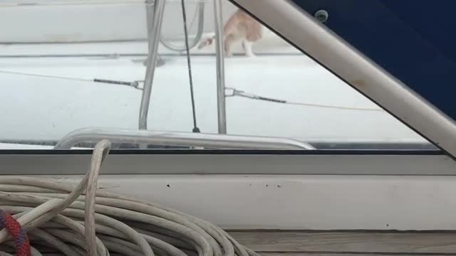 A Cat appears in the Marina😸😹 to choose its NEW Family