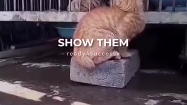 0.Cats and dogs _ cats meowing _ cats funny videos #shorts