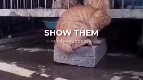 0.Cats and dogs _ cats meowing _ cats funny videos #shorts