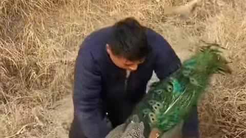 The husband of this beautiful bird defends her and his wife protects the eggs