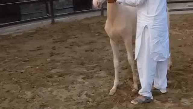Horses video-funny big horses video