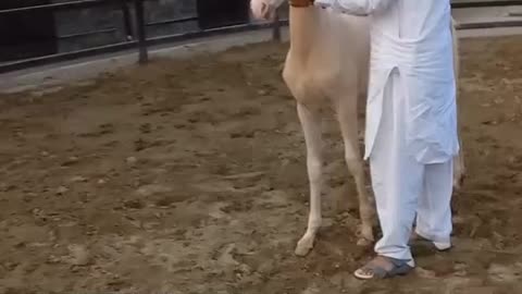 Horses video-funny big horses video