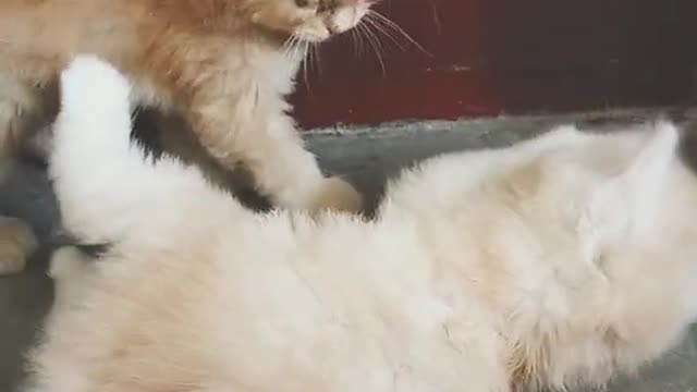 FUNNY Cat
