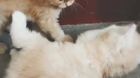 FUNNY Cat