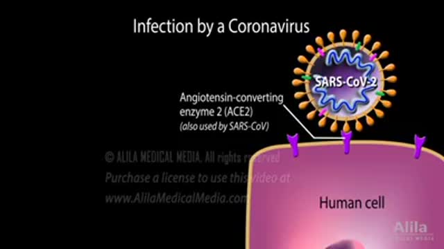 VIRAL TYPES OF CORONA VIRUS THAT EXIST 2021