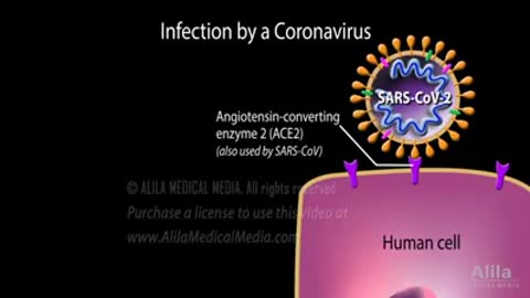 VIRAL TYPES OF CORONA VIRUS THAT EXIST 2021