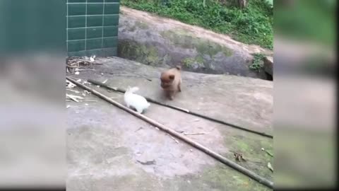Baby Dogs Cute and Funny Dog Videos Funny Puppy Videos 2022