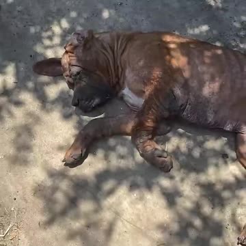 Rescuing A Great Dane & Mastiff! 😍👍🙏