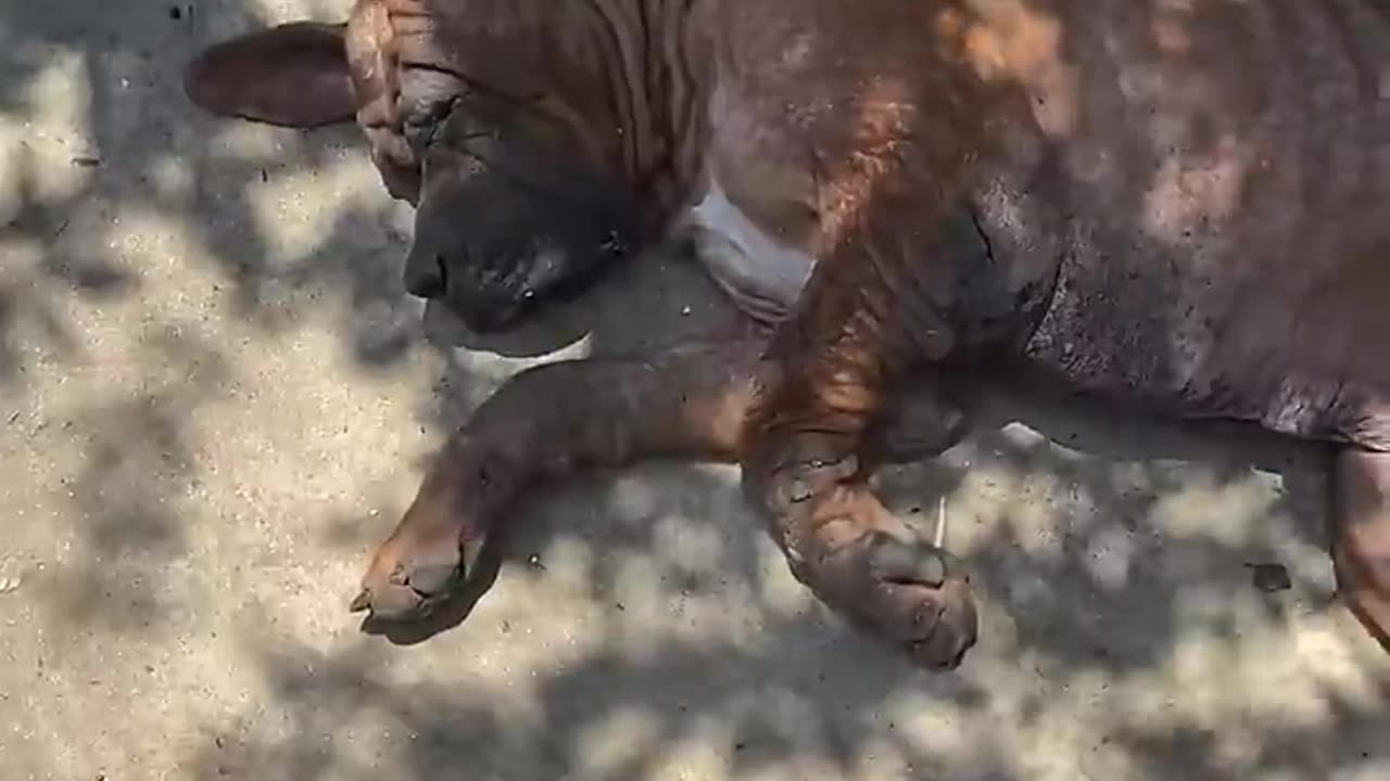 Rescuing A Great Dane & Mastiff! 😍👍🙏