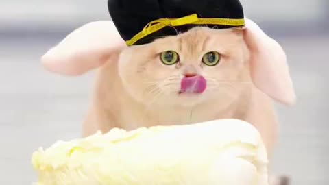 Funny cats