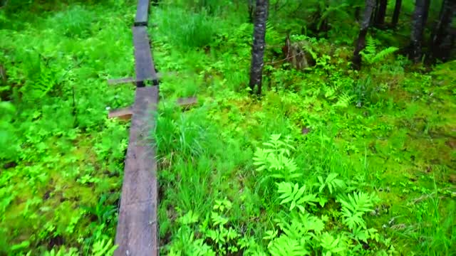 Bog Bridge