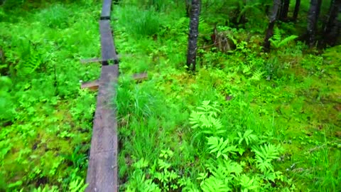 Bog Bridge