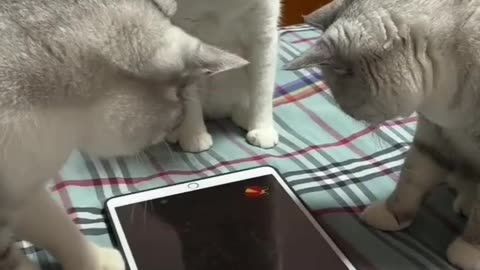 I have this app for my cats they don't play it well. My one cat would rather bite my phone lol