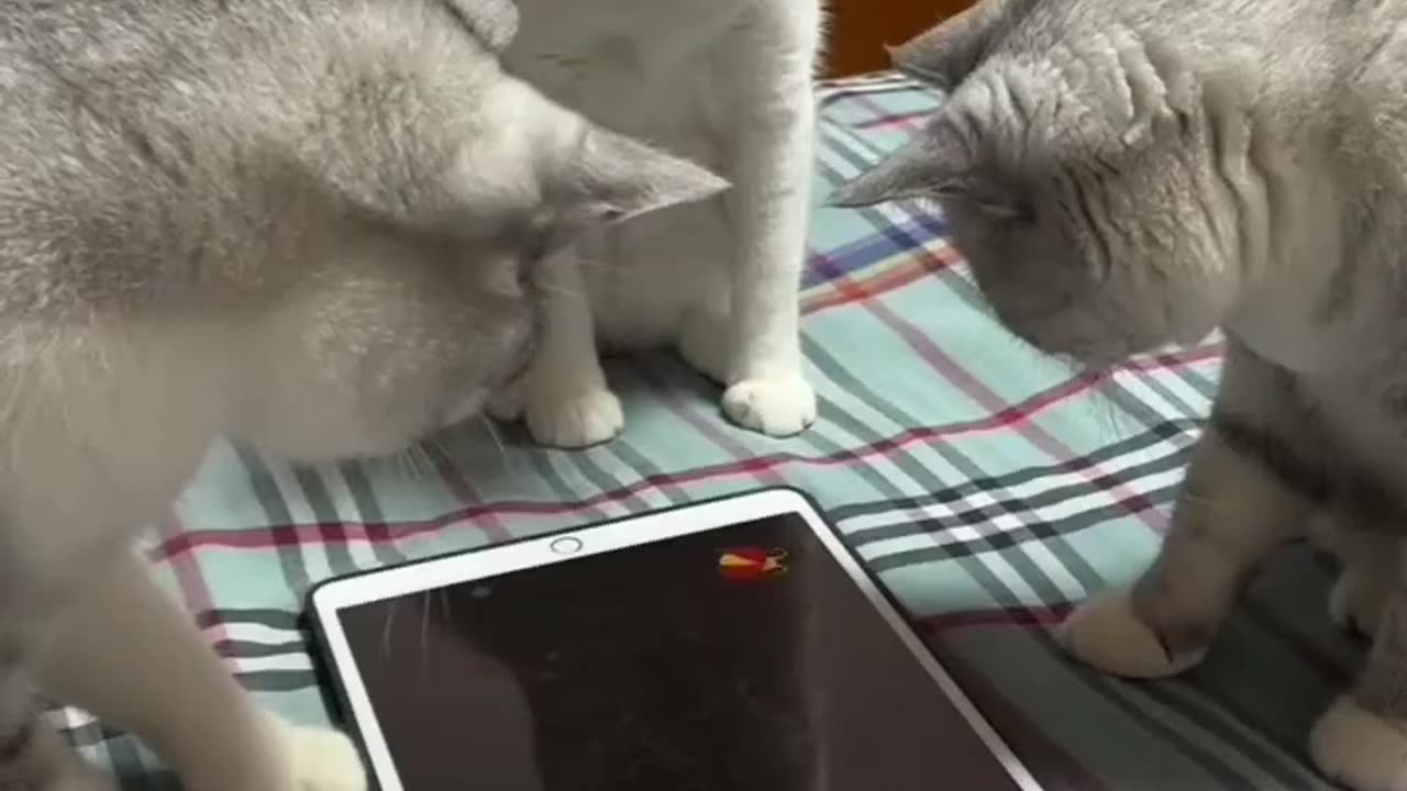 I have this app for my cats they don't play it well. My one cat would rather bite my phone lol
