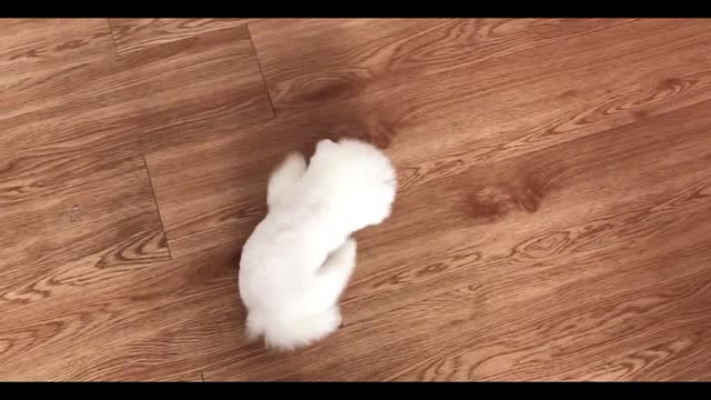 dog making owner happy