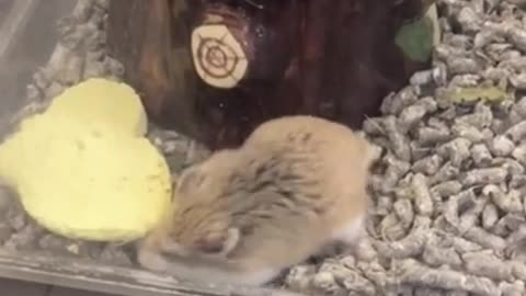 Hamster Cull ! Let me out !!!