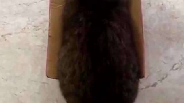 The cat is in the box 📦