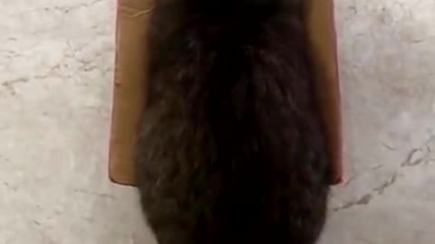 The cat is in the box 📦