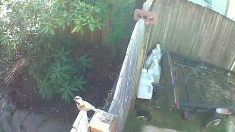 Wow. Direct Hit from a Bird with Angry Flight at the Camera.