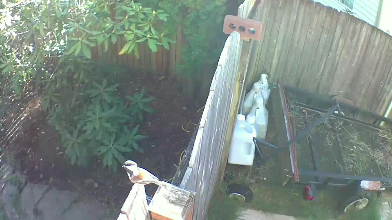 Wow. Direct Hit from a Bird with Angry Flight at the Camera.