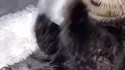 funny and cutest video of animals