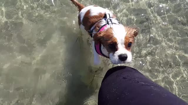 Lexi's first trip to the beach