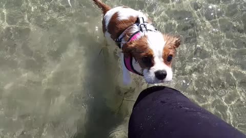 Lexi's first trip to the beach