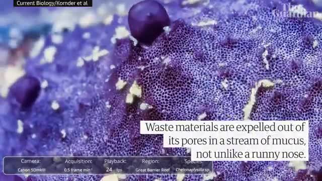 Timelapse footage shows a sea sponge sneezing