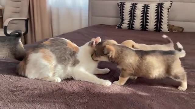 Funny Cat Reaction to Puppies [Dora sees them for the First Time]