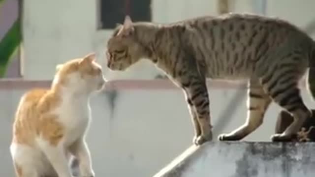 Real Cat, Fight, And, Fight
